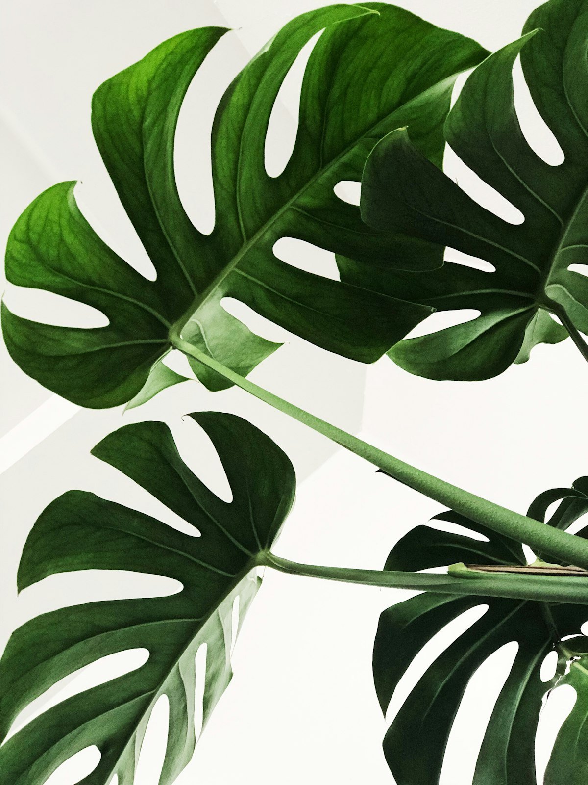 Detalhe de plantas em um jardim vertical